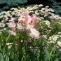 stock photo of flower