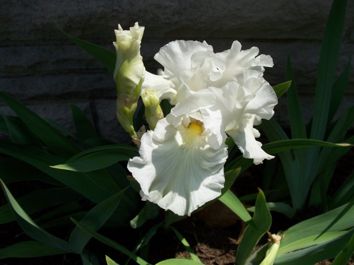 Stock Photo of Flower