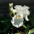Stock Photo of Flower