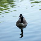 Duck Stock Photograph