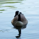Duck Stock Photograph