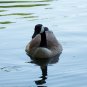 Duck Stock Photograph
