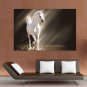 White Young Horse Poster 36x24 inch