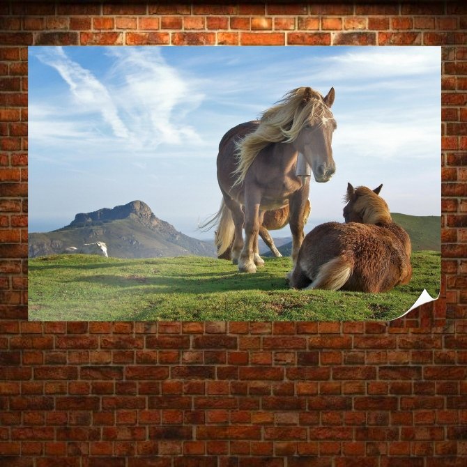 Beautiful Horses S Art Poster Print  36x24 inch