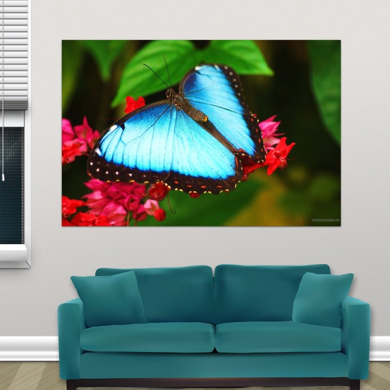 Blue Butterfly  Art Poster Print  36x24 inch