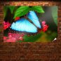 Blue Butterfly  Art Poster Print  36x24 inch