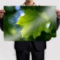 Maple Leaf December 2011 Calendar Art Poster Print 36x24 inch