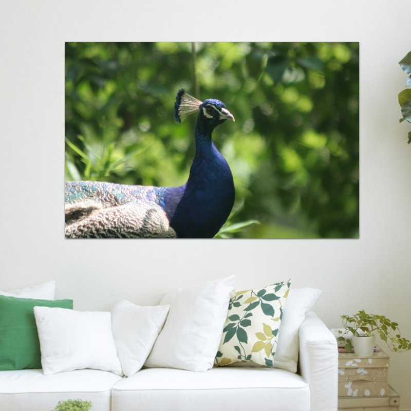 Peacock 15  Art Poster Print  36x24 inch