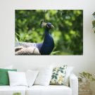 Peacock 15  Art Poster Print  36x24 inch