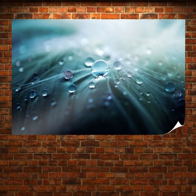 Water On The Feather  Art Poster Print  36x24 inch