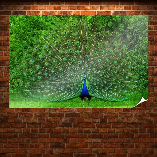 Peacock 7  Art Poster Print  36x24 inch