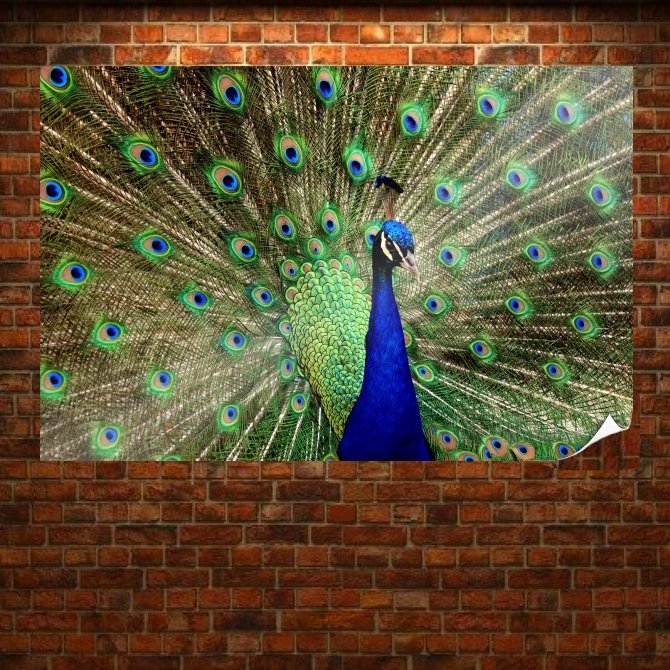 Peacock 3  Art Poster Print  36x24 inch