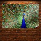 Peacock 3  Art Poster Print  36x24 inch