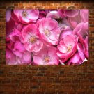 Beautiful Wild Roses  Art Poster Print  36x24 inch