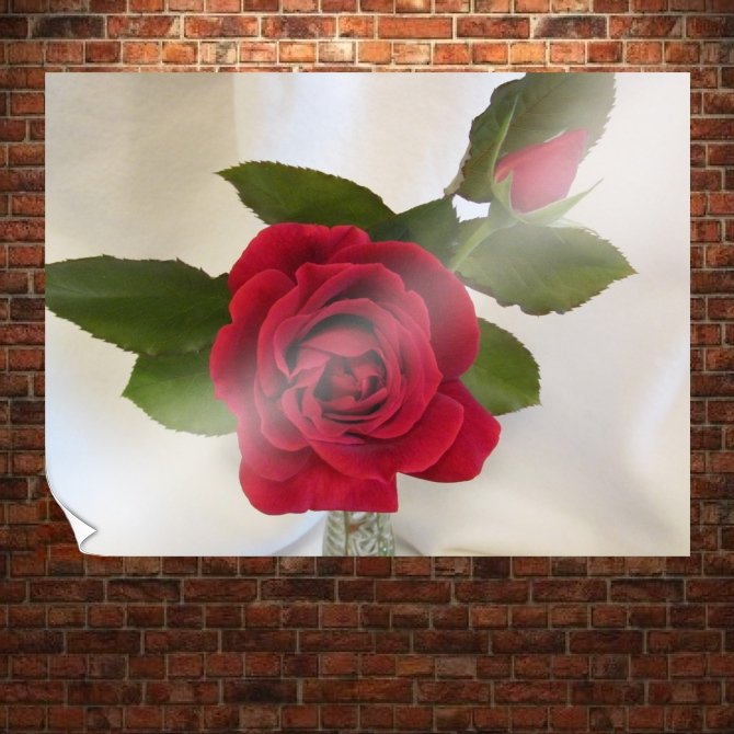 Pretty Red Rose  Art Poster Print  32x24 inch
