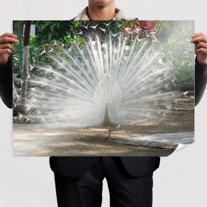 Peacock 17  Art Poster Print  32x24 inch