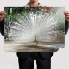 Peacock 17  Art Poster Print  32x24 inch