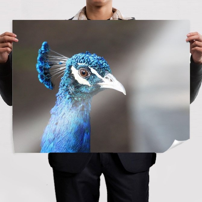Peacock 11  Art Poster Print  32x24 inch