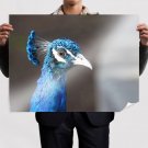Peacock 11  Art Poster Print  32x24 inch