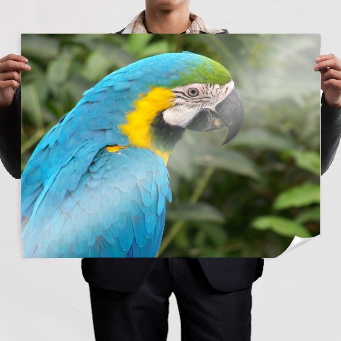 Blue Macaw Parrot S Art Poster Print  32x24 inch