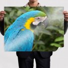 Blue Macaw Parrot S Art Poster Print  32x24 inch