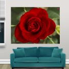 Red Rose  Art Poster Print  32x24 inch