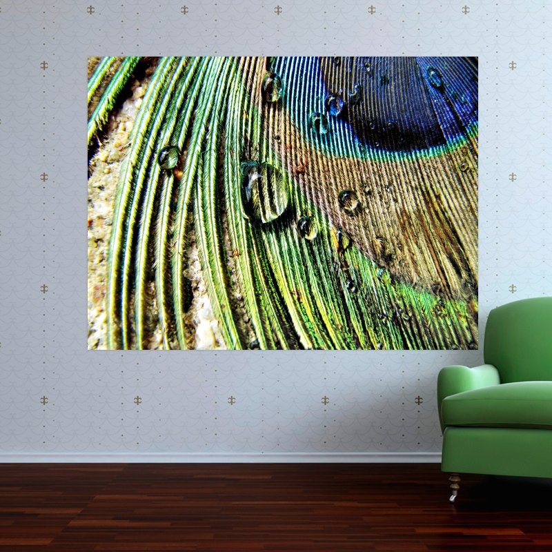Peacock Feather Macro  Art Poster Print  32x24 inch