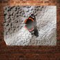 Butterfly On A Wall Art Poster Print 32x24 inch