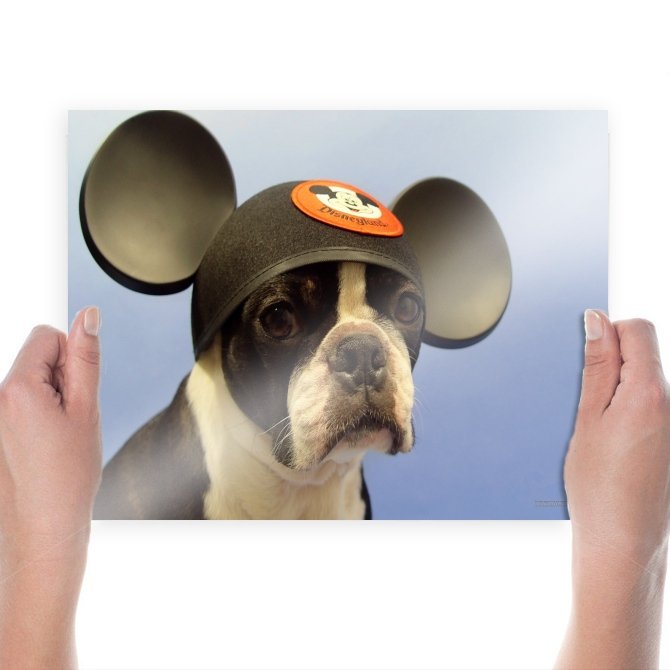 Cute Dog  Art Poster Print  24x18 inch