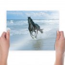 Black Horse And Sea S Art Poster Print  24x18 inch