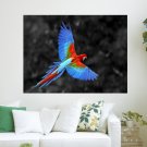 Great Colorful Parrot  Art Poster Print  24x18 inch