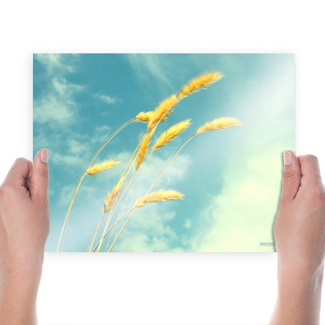 Ears Of Rice Hd  Art Poster Print  24x18 inch