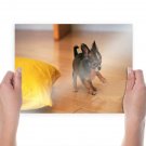 Cute Chihuahua Puppy Playing S Art Poster Print  24x18 inch