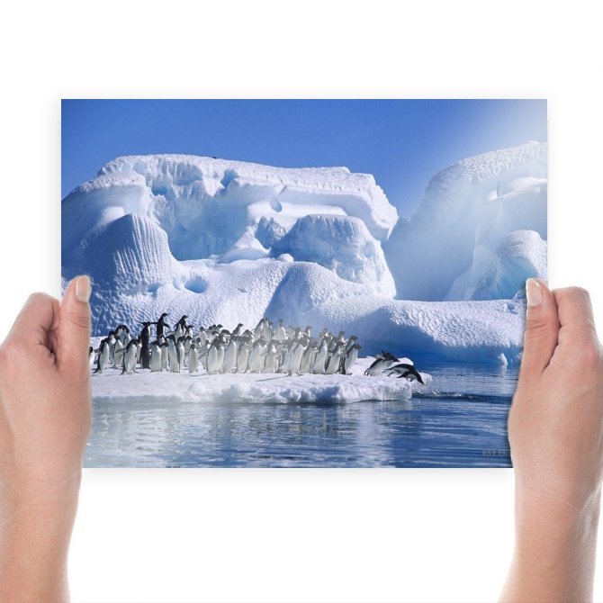 Adelie Penguins Hd  Art Poster Print  24x18 inch