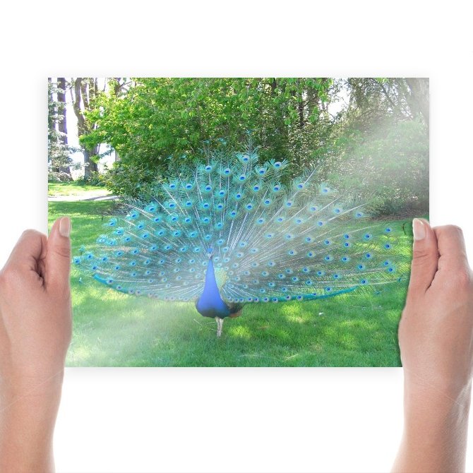 Showy Peacock  Art Poster Print  24x18 inch