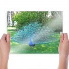 Showy Peacock  Art Poster Print  24x18 inch
