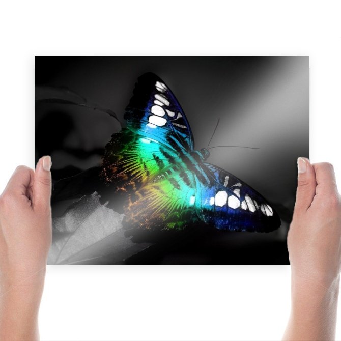 Beautiful Butterfly  Art Poster Print  24x18 inch
