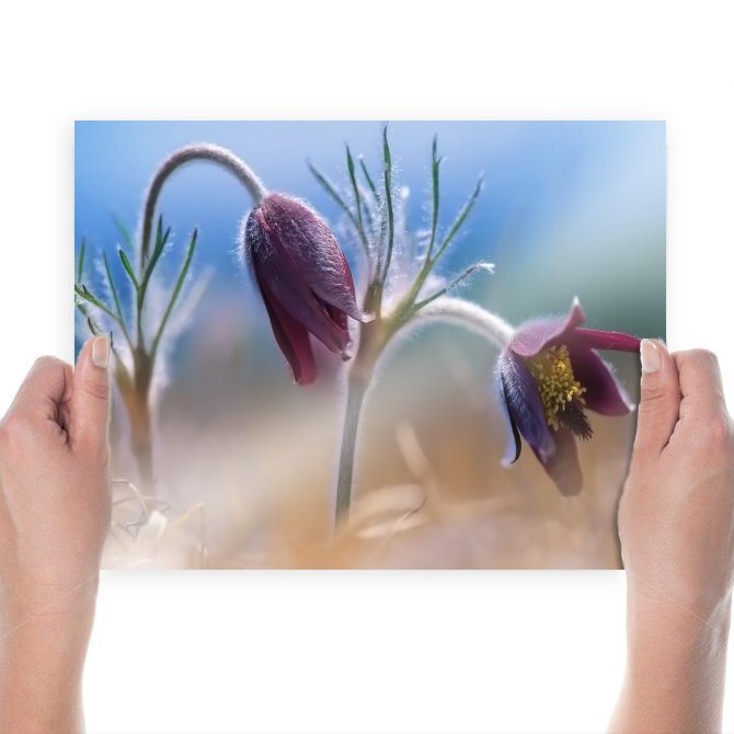 Beautiful Flowers Hd  Art Poster Print  24x18 inch