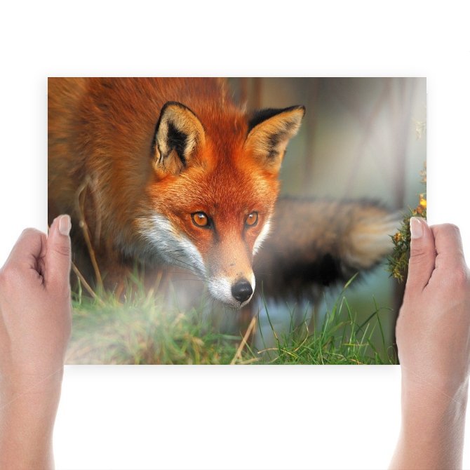 Fox Hd  Art Poster Print  24x18 inch