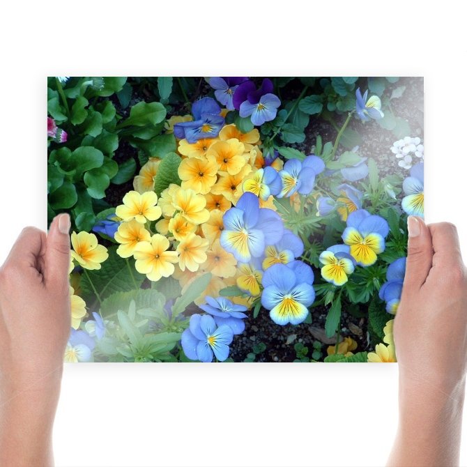 Yellow Flowers  Art Poster Print  24x18 inch