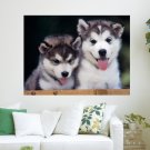 Siberian Husky Puppies  Art Poster Print  24x18 inch