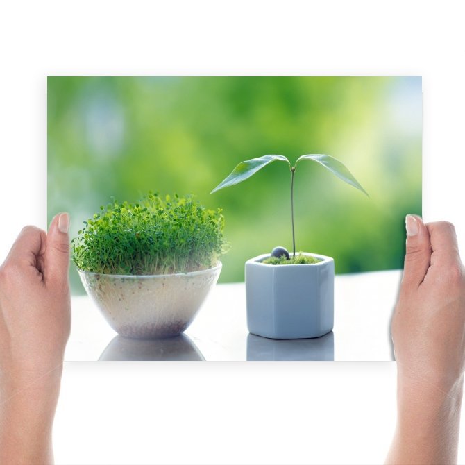 Plants Hd  Art Poster Print  24x18 inch