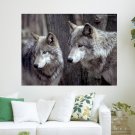Wolf Pictures S Art Poster Print  24x18 inch