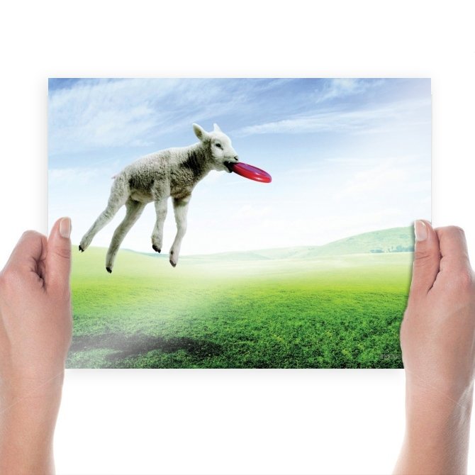 Funny Sheep Hd  Art Poster Print  24x18 inch