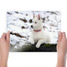 White Husky  Art Poster Print  24x18 inch