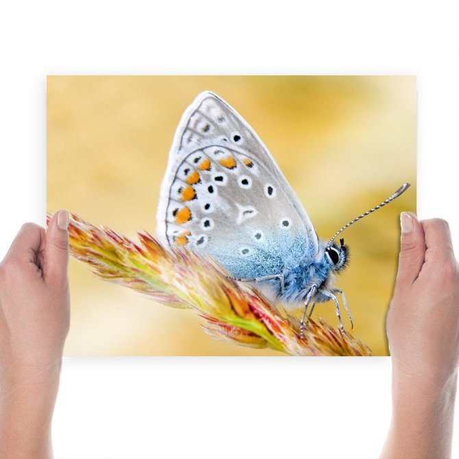 Morpho Polyphemus Butterfly  Art Poster Print  24x18 inch