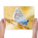 Morpho Polyphemus Butterfly  Art Poster Print  24x18 inch