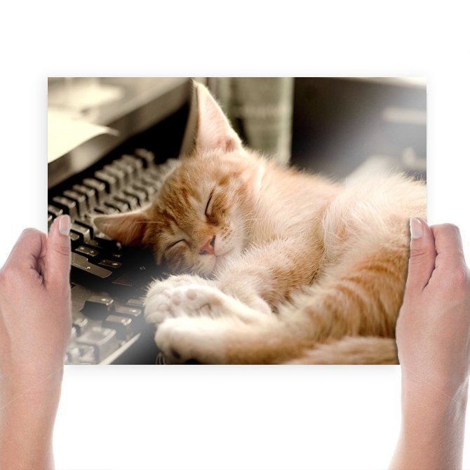 Sleeping Cat  Art Poster Print  24x18 inch