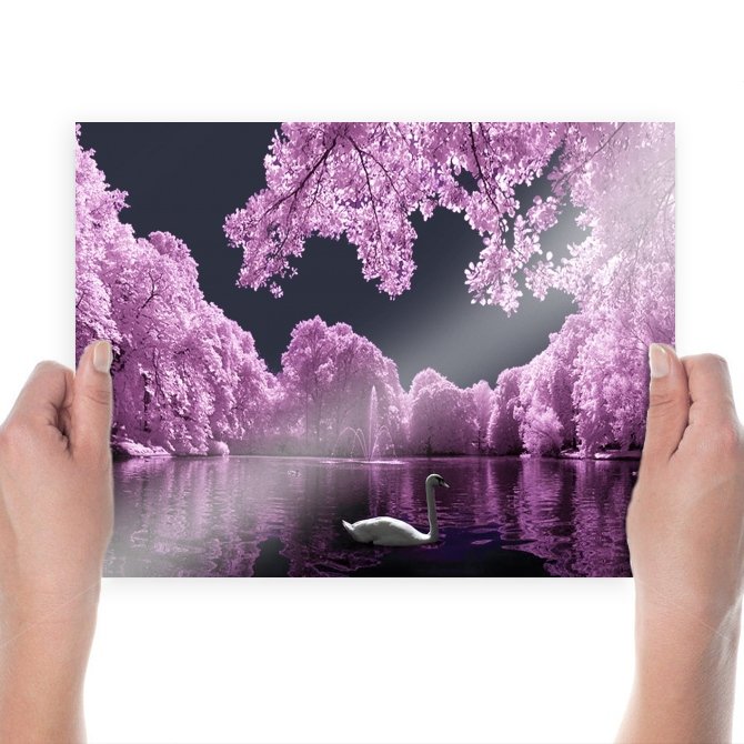 Dreamy Swan  Art Poster Print  24x18 inch