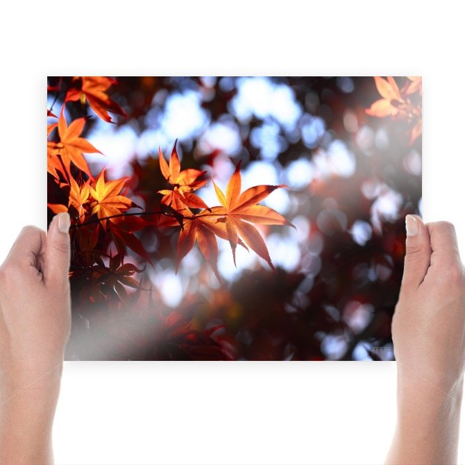 Beautiful Leaves  Art Poster Print  24x18 inch